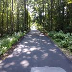 A long road with trees on both sides, creates a scenic pathway