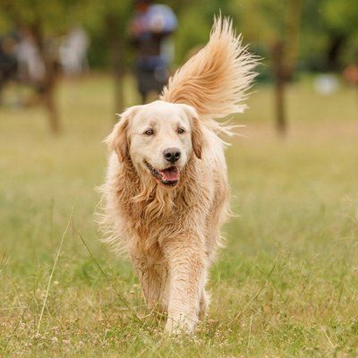 Happy Golden Retriever