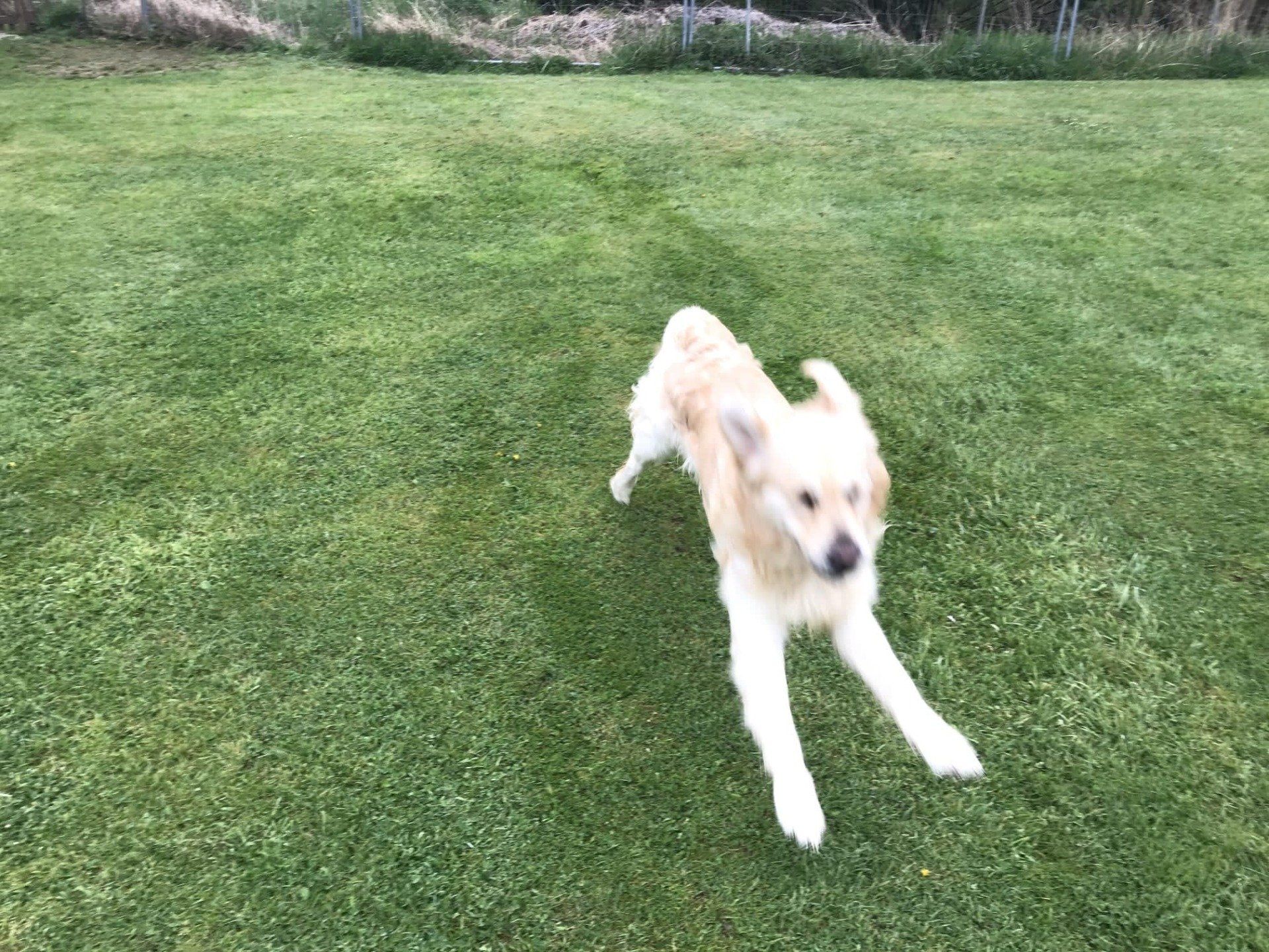 White dog running on grass