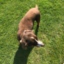 Springer Spaniel on grass