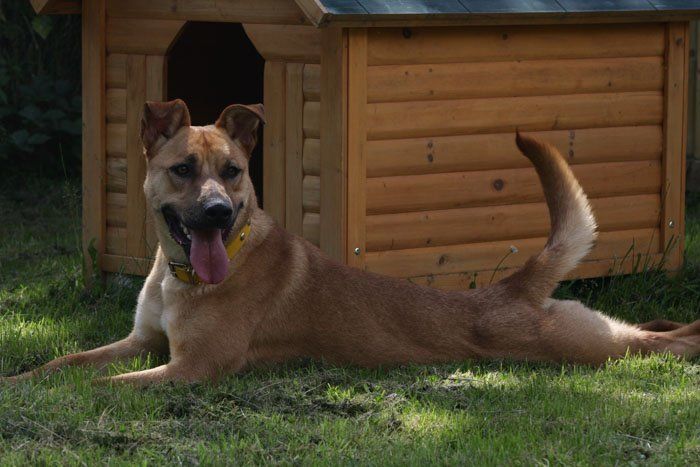 Large and small dogs in a pet boarding facility