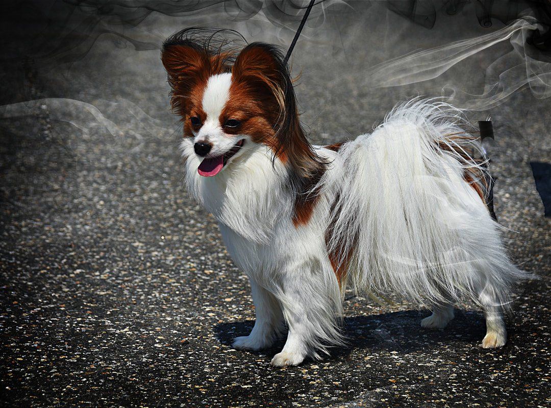 One of Deanna's Papillons