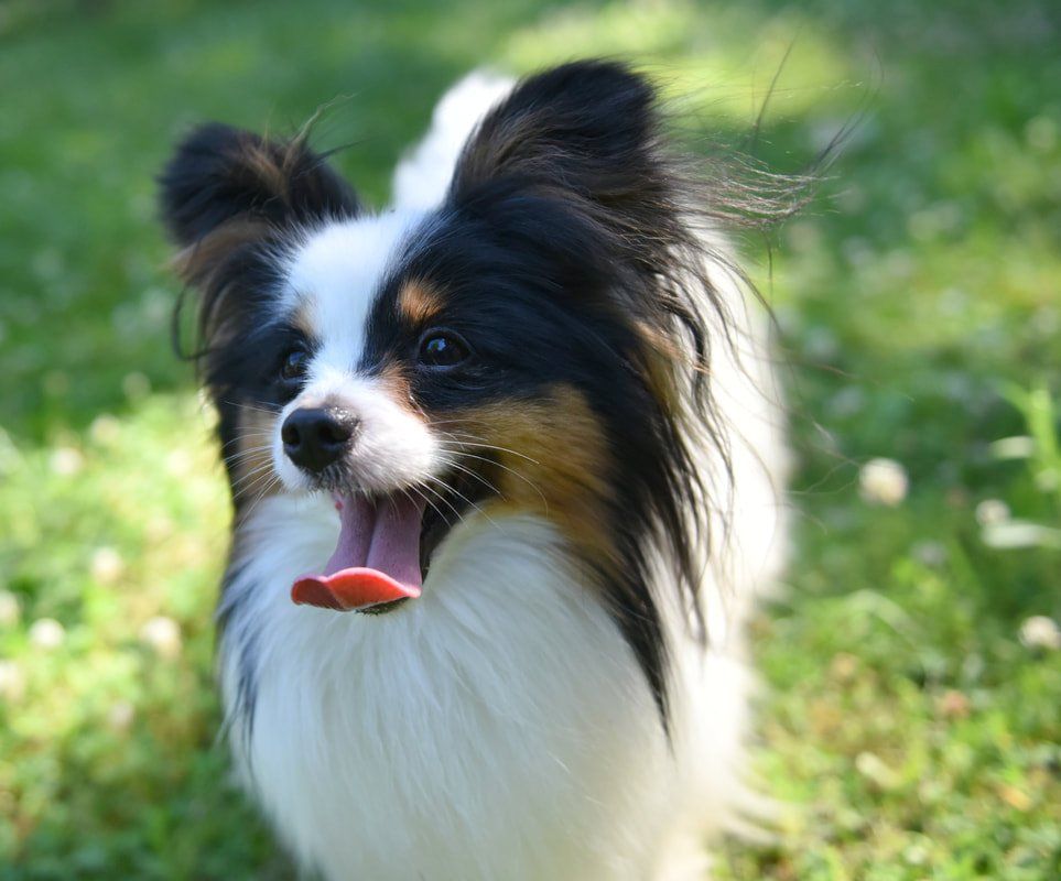 A happy papillon outside