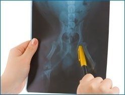 radiografia animale