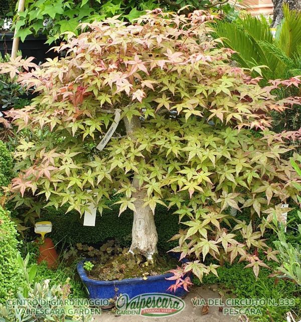 Acero bonsai