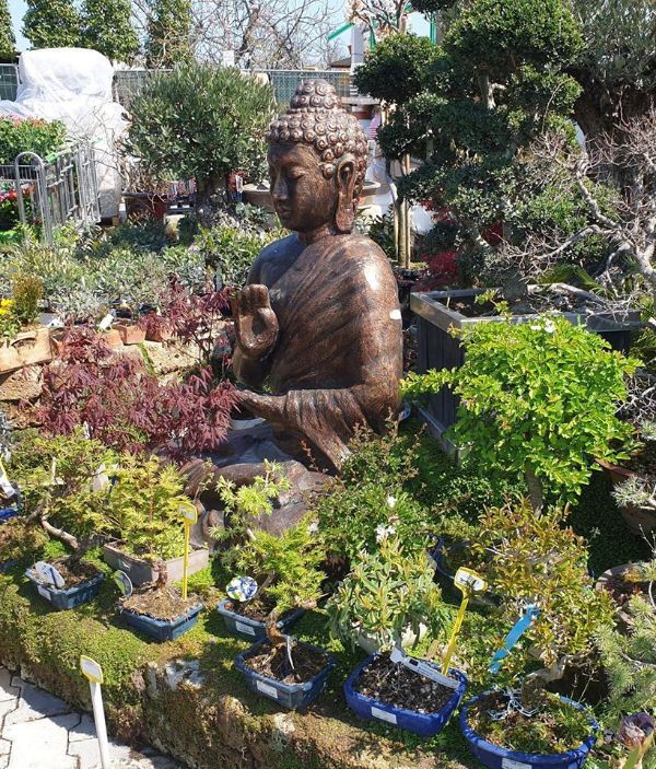 Buddha con bonsai