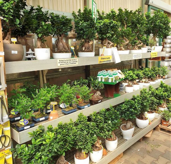 Piccoli bonsai