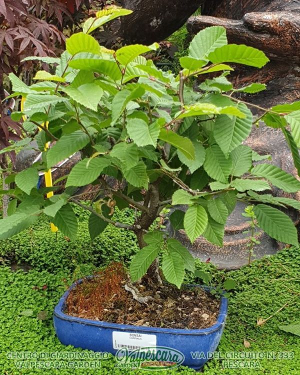 Foglie di bonsai