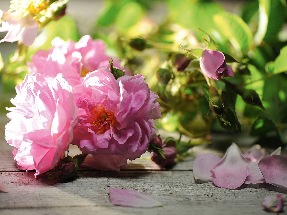 Rose