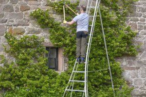 hedge trimming