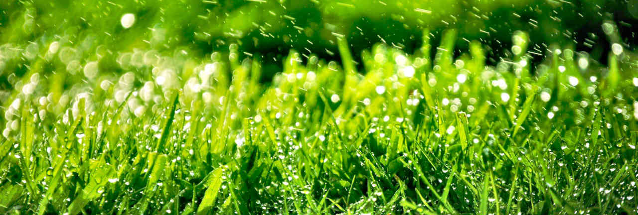 grass