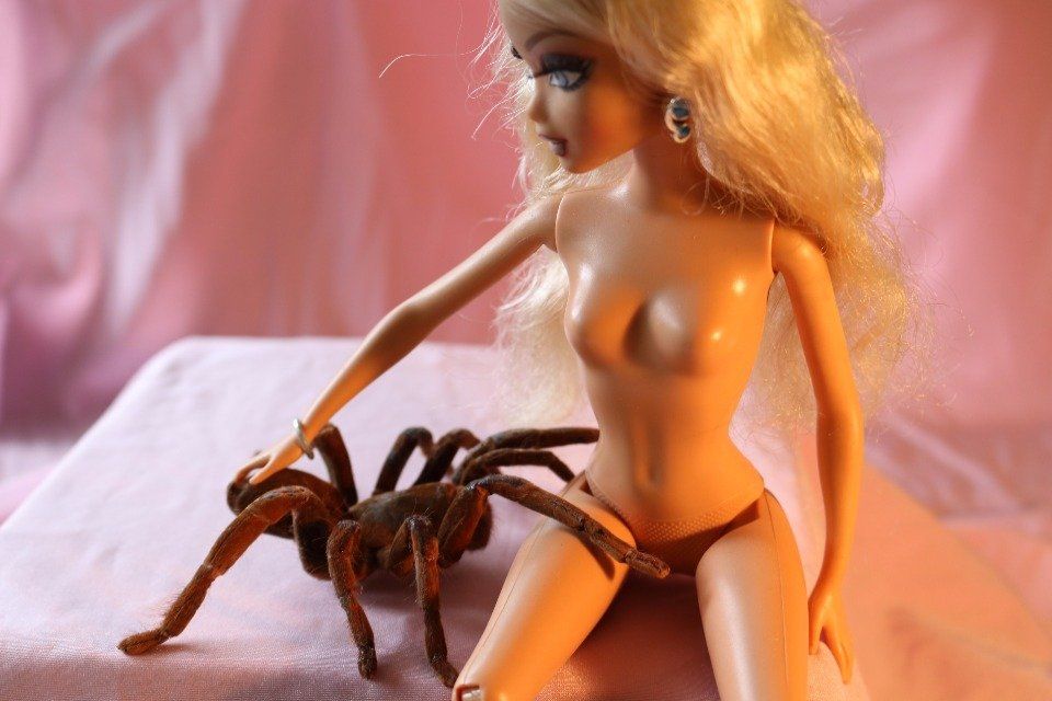 Photography, taxidermy spider,  bird eating spider, taxidermy, London art, taxidermy art, barbie, barbie art.