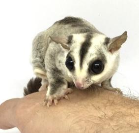 Glider medium — Abilene, KS — Paws -N-Claws
