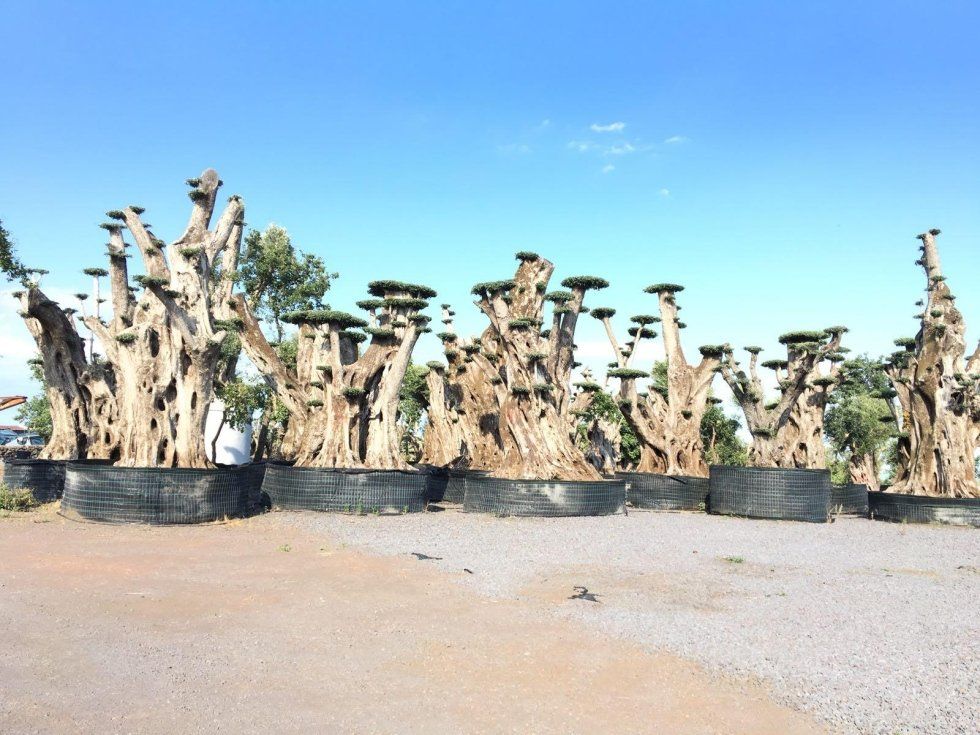 vendita alberi di ulivo vendita alberi di ulivo