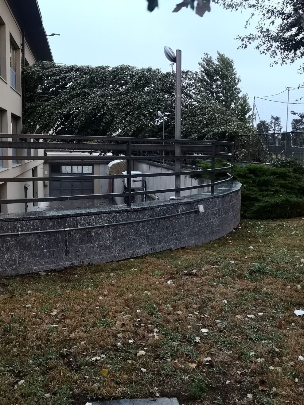 abbattimento di un albero in area verde pubblica