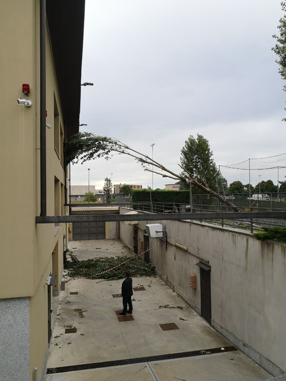 abbattimento di un albero in un'area verde pubblica