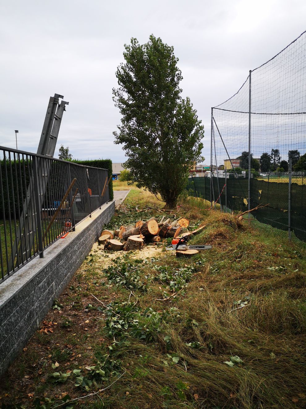 abbattimento di un albero in un'area verde
