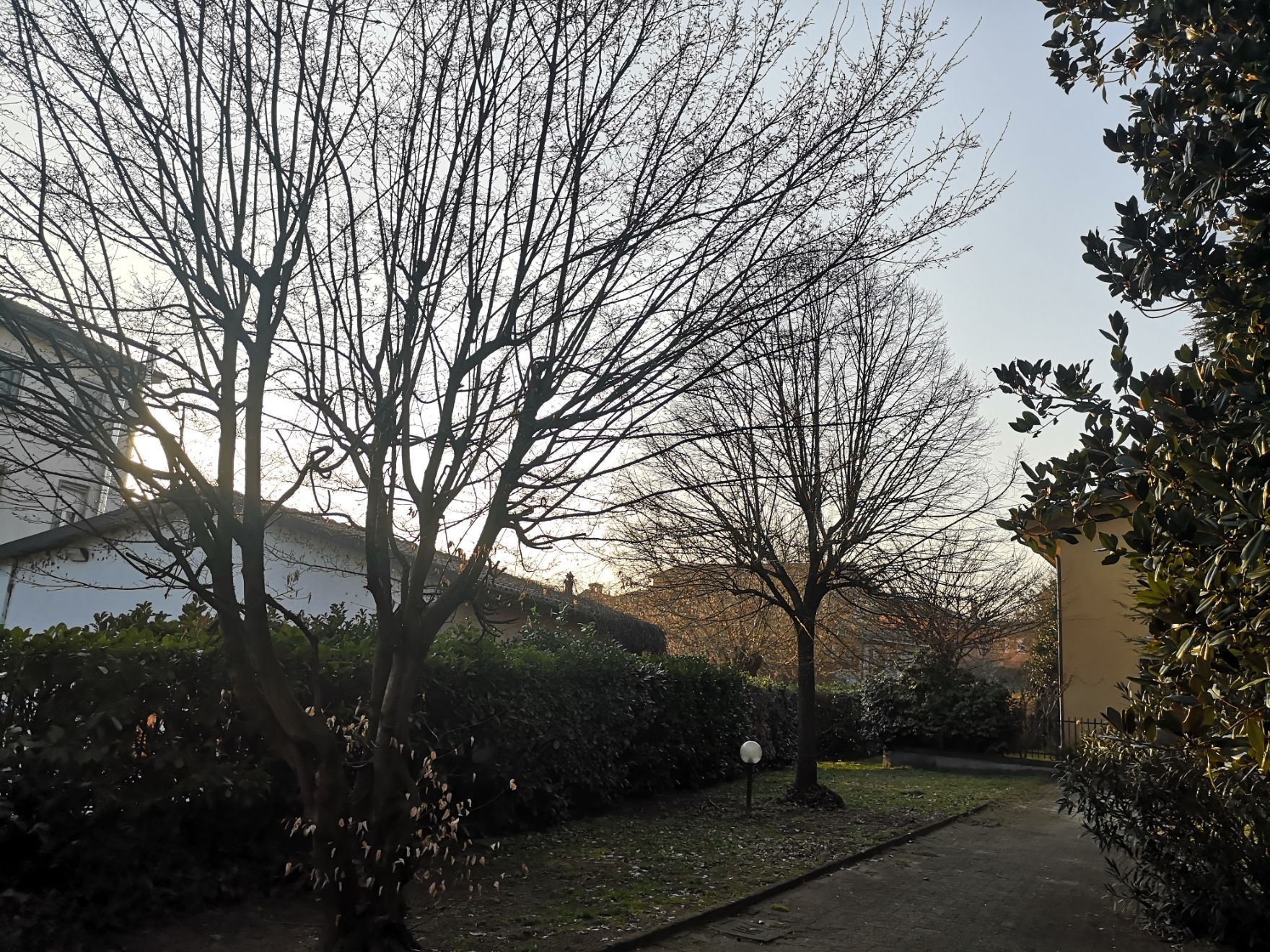 alberi senza foglie