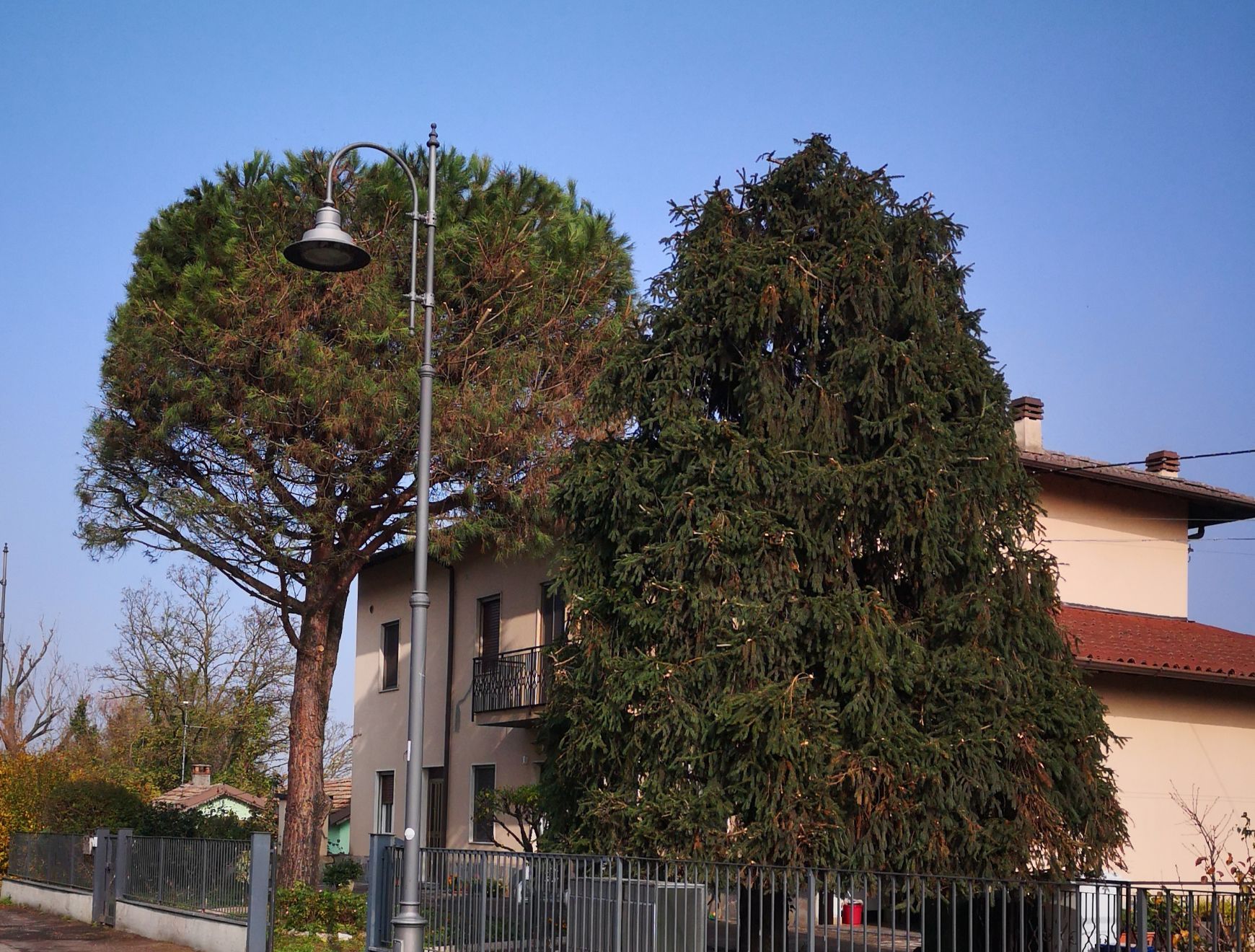 due alberi ad alto fusto