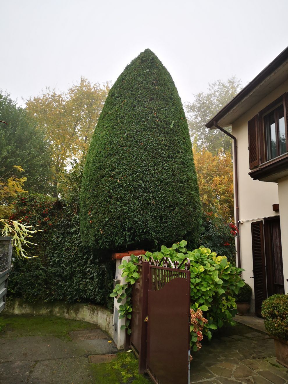 albero con chioma fitta e ordinata