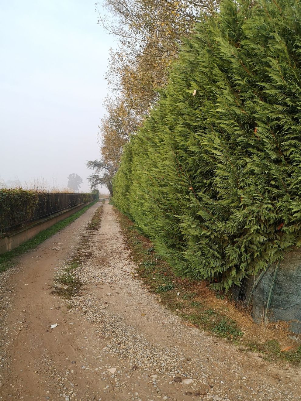 sentiero sterrato con alberi sul lato