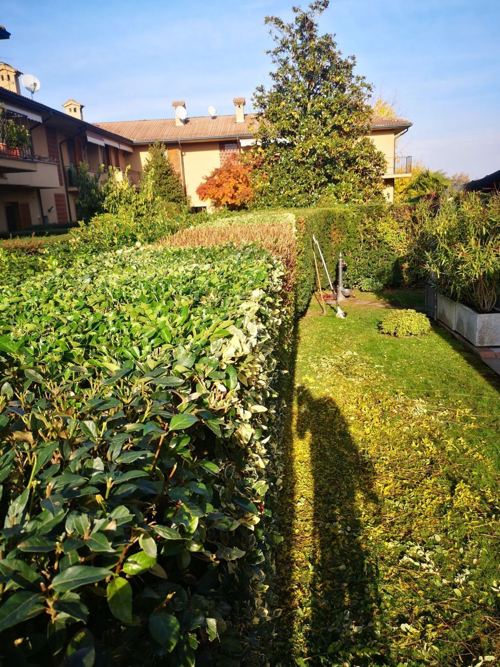 giardino con siepe e prato