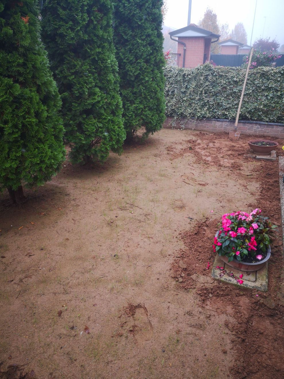 terreno con pini e vaso di ciclamini