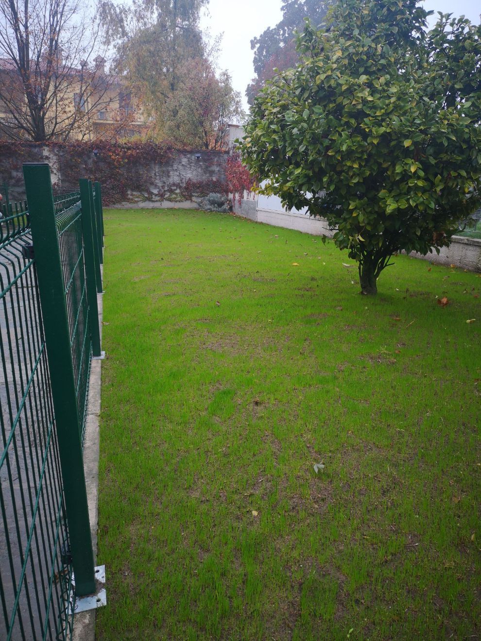 giardino pubblico con albero e prato