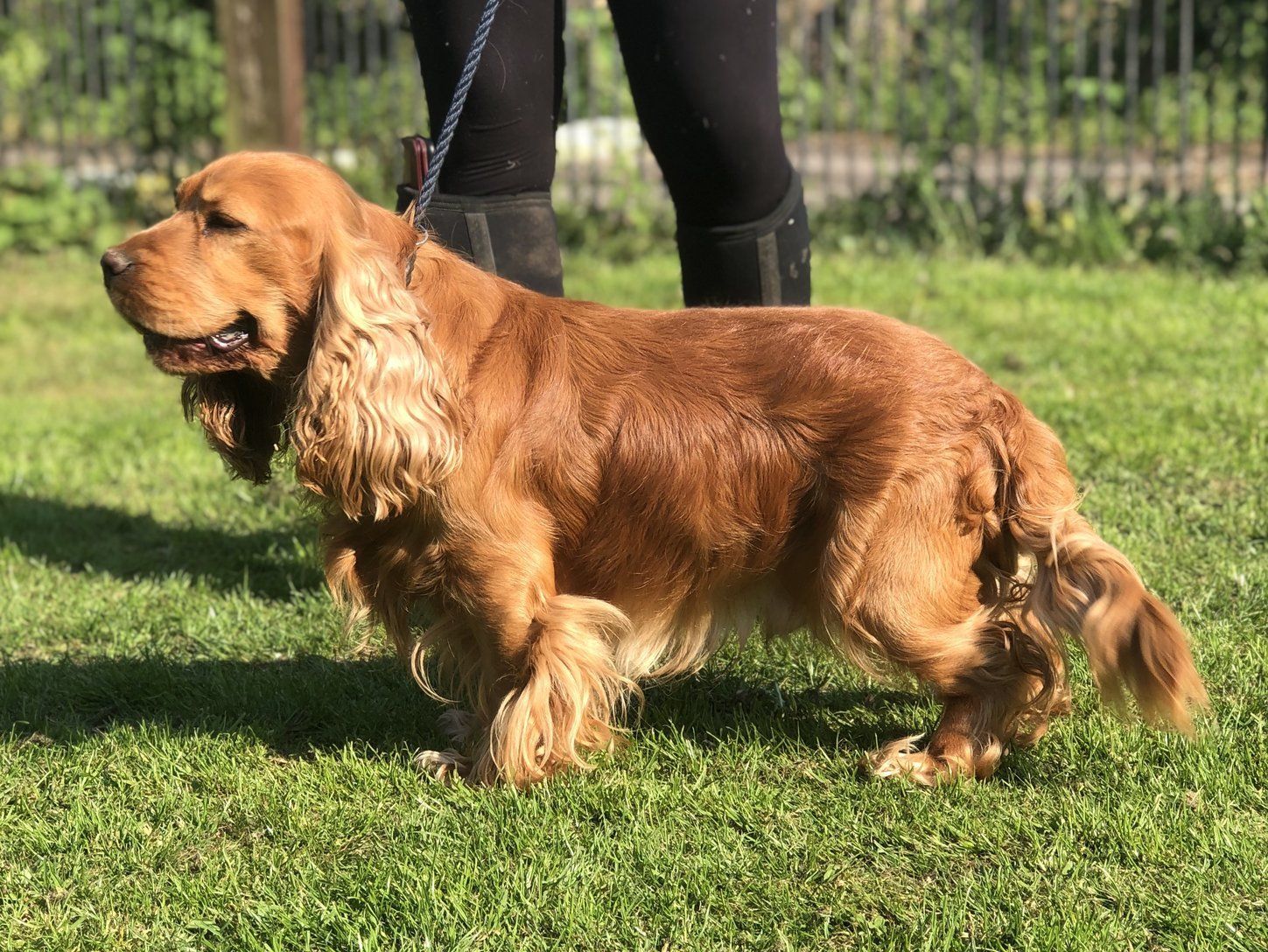 cocker spaniel