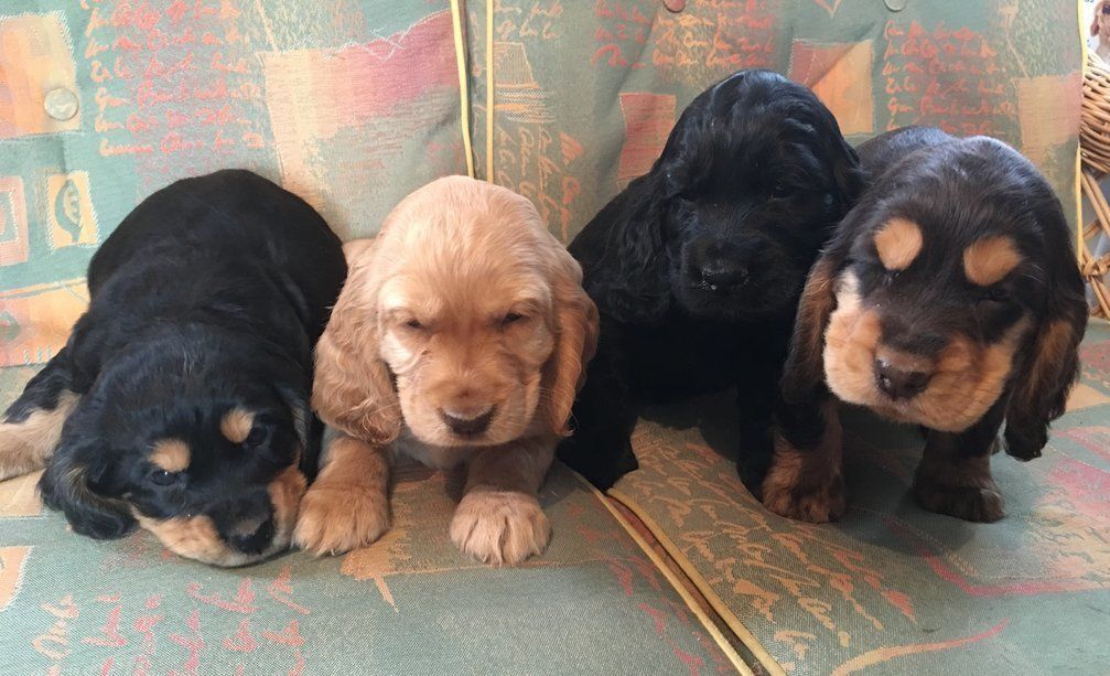 puppies