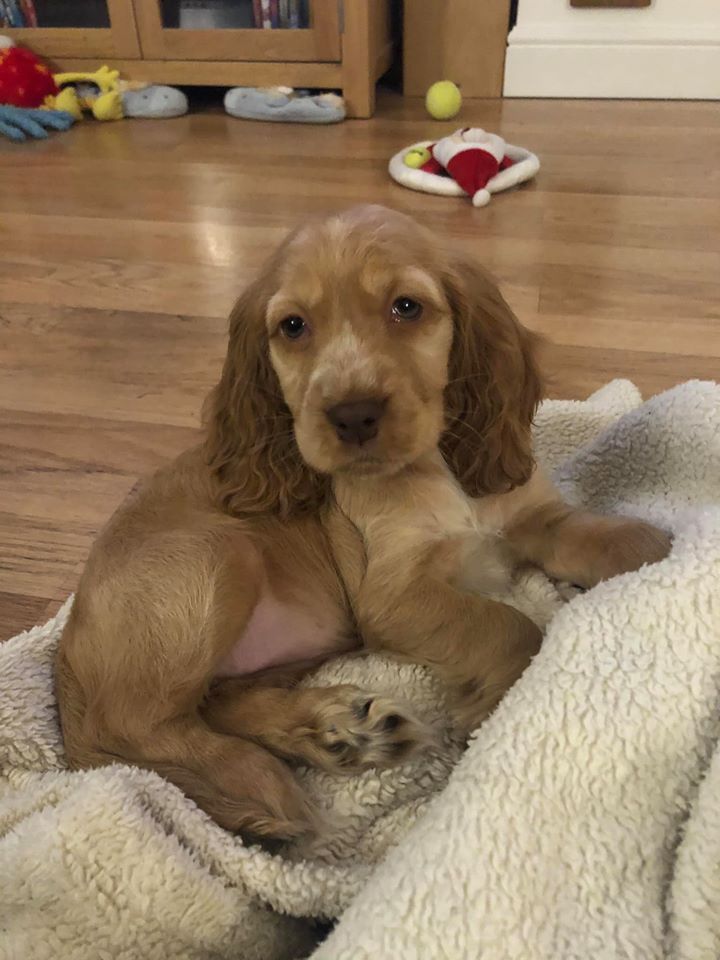 spaniel puppy