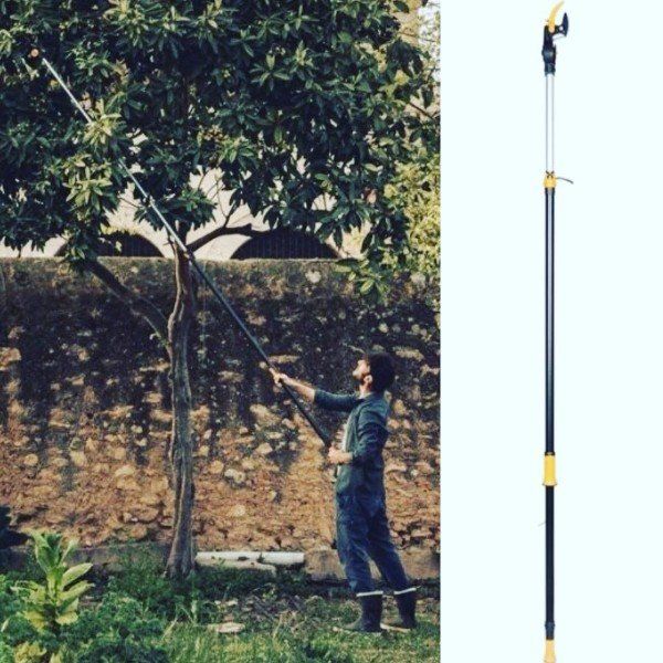 potatura albero