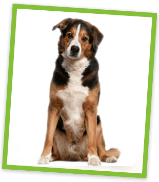For home pet care in East Cornwall call 01752 823 142 dog