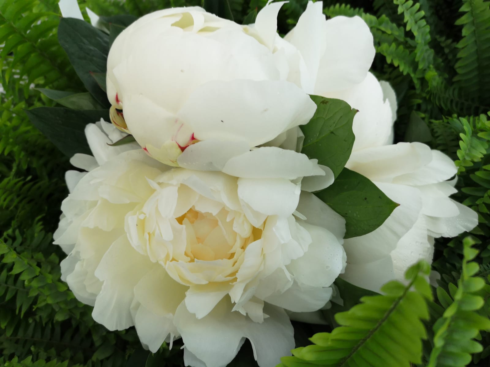 peonia