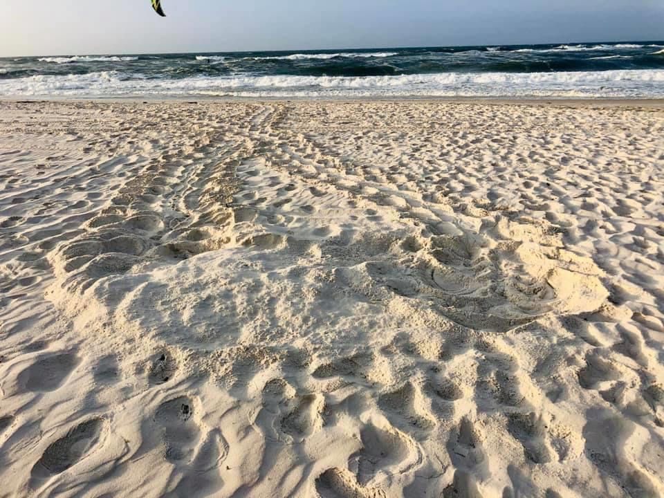 Gulf Shores May 14th Sea Turtle Nesting Tracks