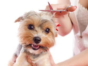 Pet Hair Trimming — Pet Grooming in Sta. Fe, NM