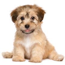 Brown Puppy — Pet Grooming in Sta. Fe, NM Brown Puppy — Pet Grooming in Sta. Fe, NM