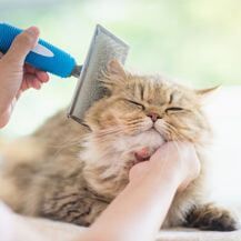 Cat Grooming — Pet Grooming in Sta. Fe, NM Cat Grooming — Pet Grooming in Sta. Fe, NM