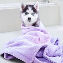 Puppy Husky — Pet Grooming in Sta. Fe, NM Puppy Husky — Pet Grooming in Sta. Fe, NM