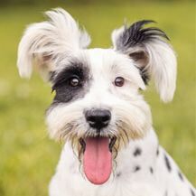 Puppy — Pet Grooming in Sta. Fe, NM Puppy — Pet Grooming in Sta. Fe, NM