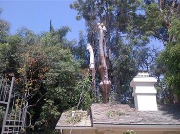 Cutting Tree — Tree Removal in Los Angeles, CA Cutting Tree — Tree Removal in Los Angeles, CA