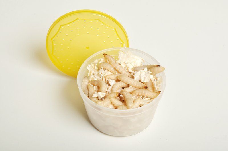 Worm-Farm---Rotherham,-UK---Wazp-Brand-UK-Ltd---wax worms