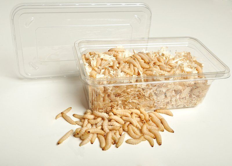 Worm-Farm---Rotherham,-UK---Wazp-Brand-UK-Ltd---wax worms
