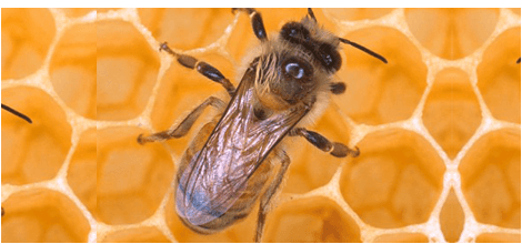 Bee