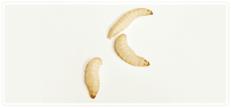 Worm-Farm---Rotherham,-UK---Wazp-Brand-UK-Ltd---Wax-Worms1