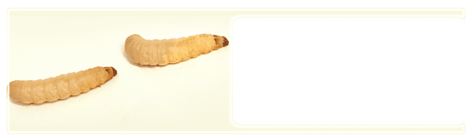 Worm-Farm---Rotherham,-UK---Wazp-Brand-UK-Ltd---Wax-Worms