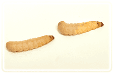 Worm-Farm---Rotherham,-UK---Wazp-Brand-UK-Ltd---Wax-Worm-Suppliers5 Worm-Farm---Rotherham,-UK---Wazp-Brand-UK-Ltd---Wax-Worm-Suppliers5