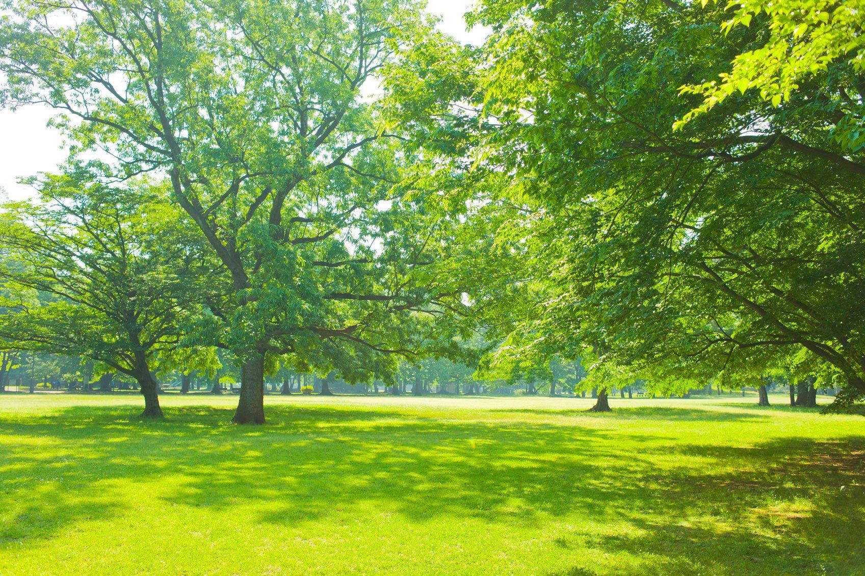 Trees — Redwood City, CA — Dolezal Tree Surgery