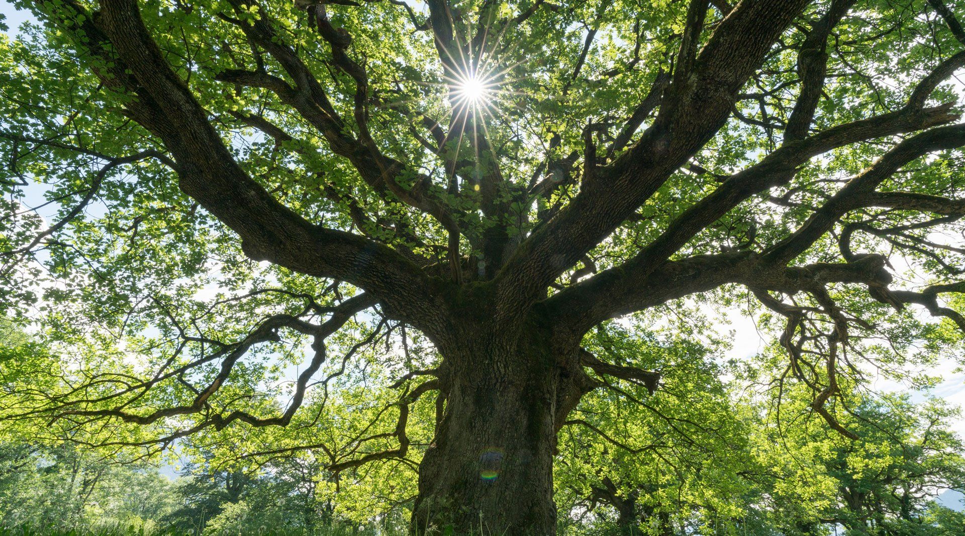 Arborist — Redwood City, CA — Dolezal Tree Surgery Arborist — Redwood City, CA — Dolezal Tree Surgery