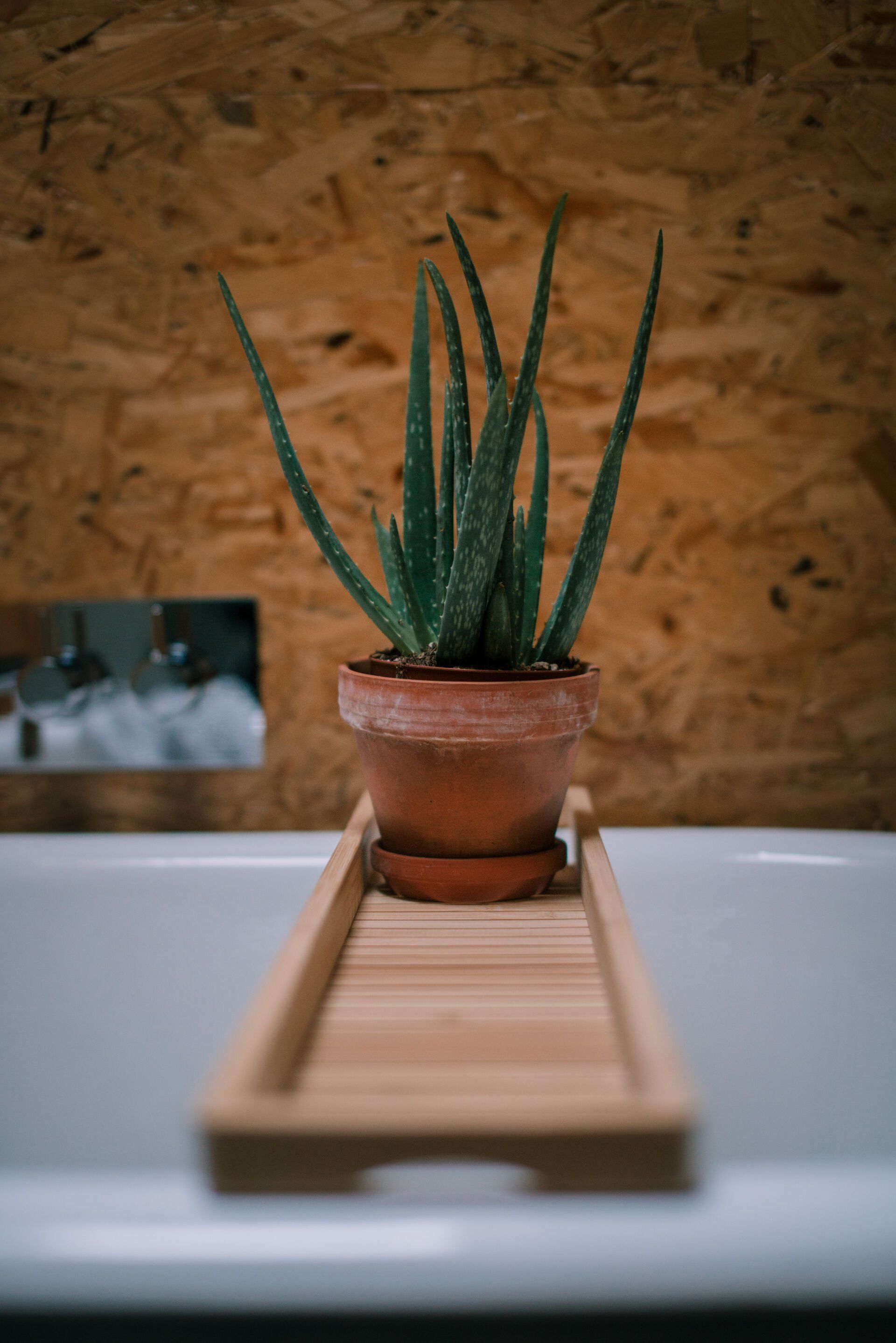 Een aloë vera-plant in een terracotta pot op een houten dienblad boven een badkuip, tegen een houten lambrisering.
